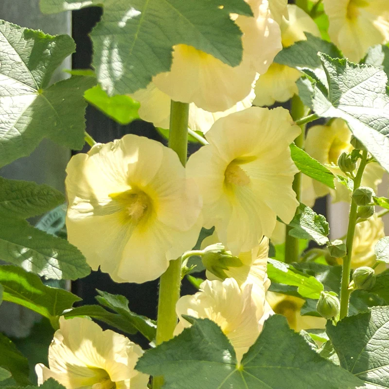 Stockrose 'Sunshine'