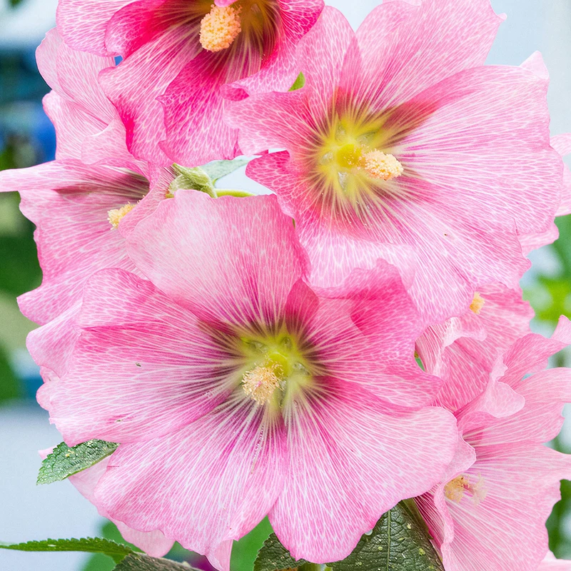 Stockrose 'Radiant Rose'