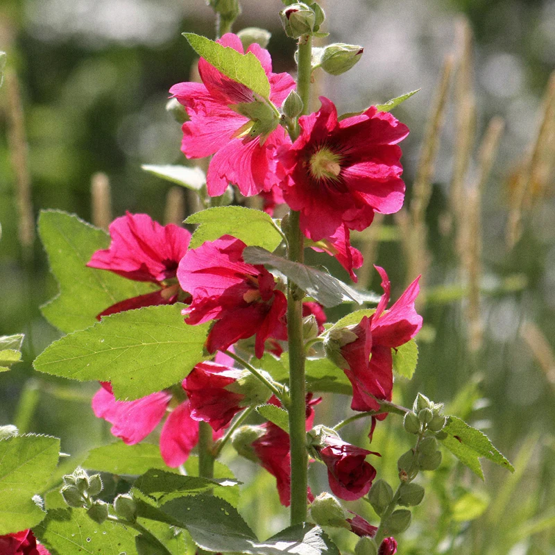 Stockrose 'Radiant Rose'
