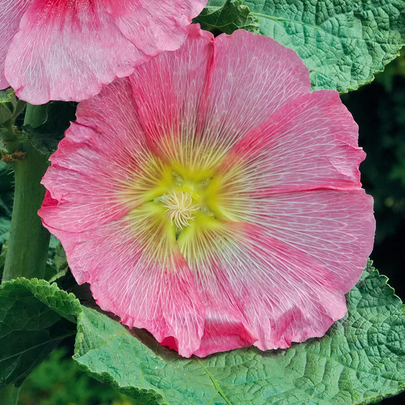 Stockrose 'Radiant Rose'