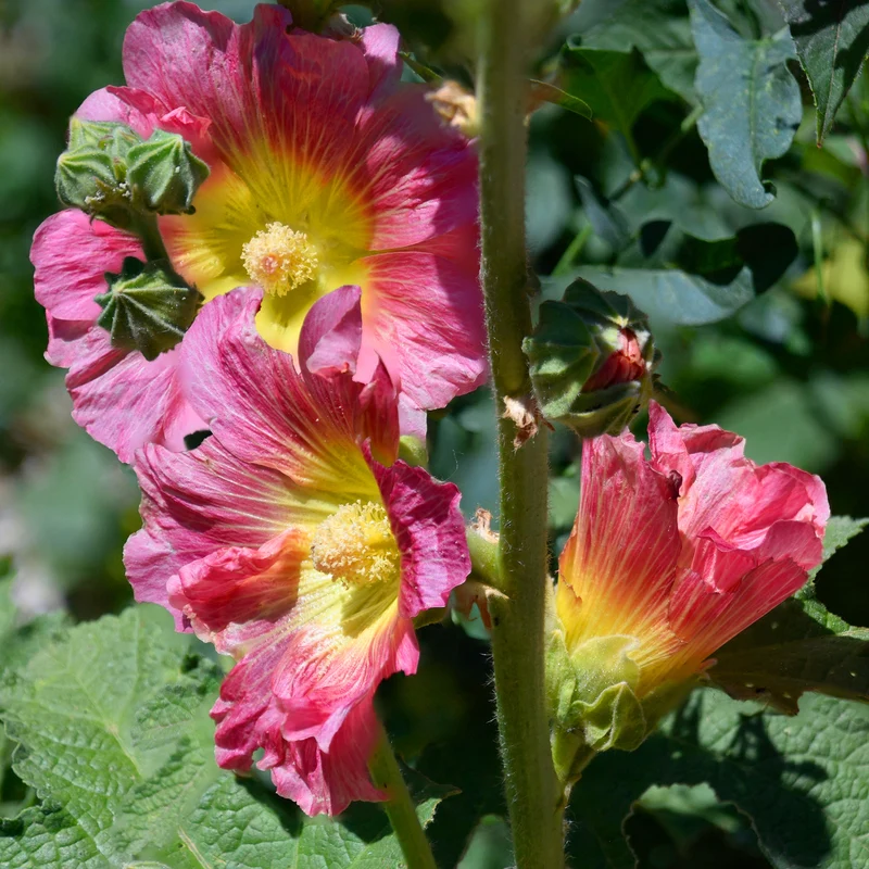 Stockrose 'Radiant Rose'