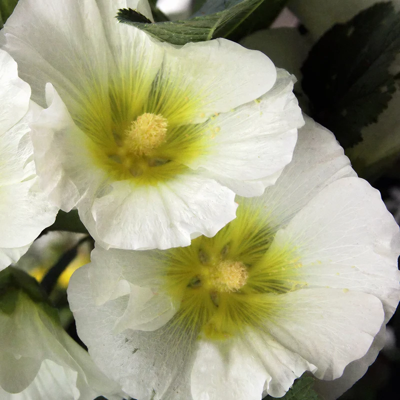 Stockrose 'Polarstar'