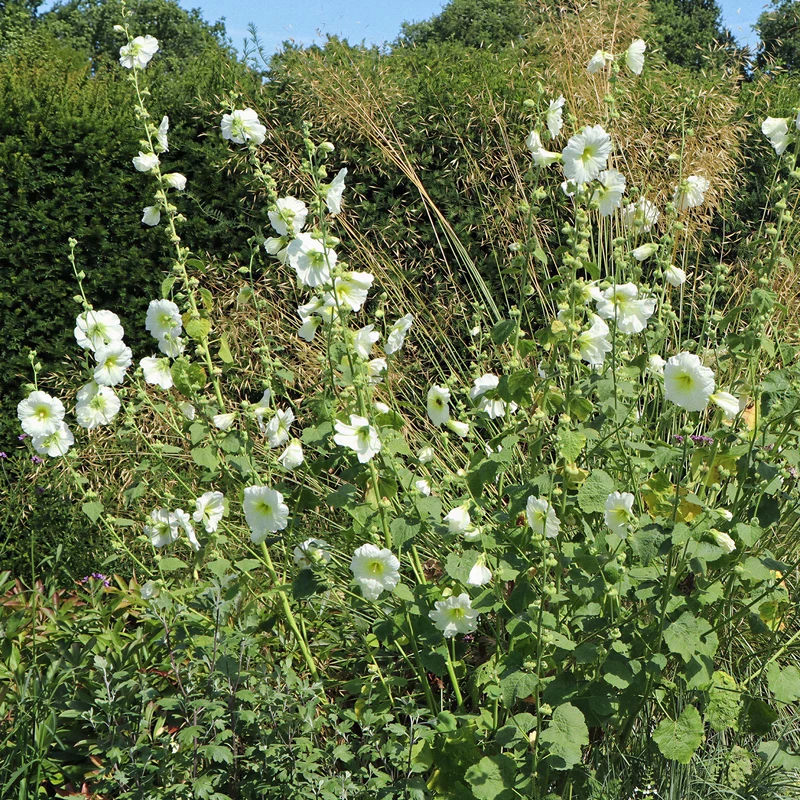 Stockrose 'Polarstar'