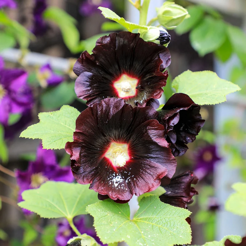 Stockrose 'Nigra'