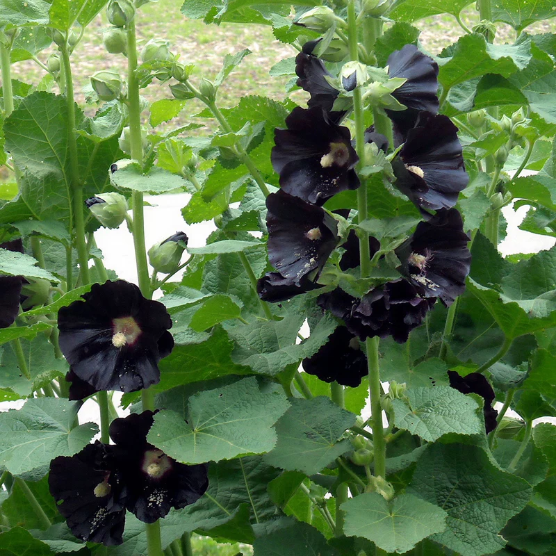 Stockrose 'Nigra'