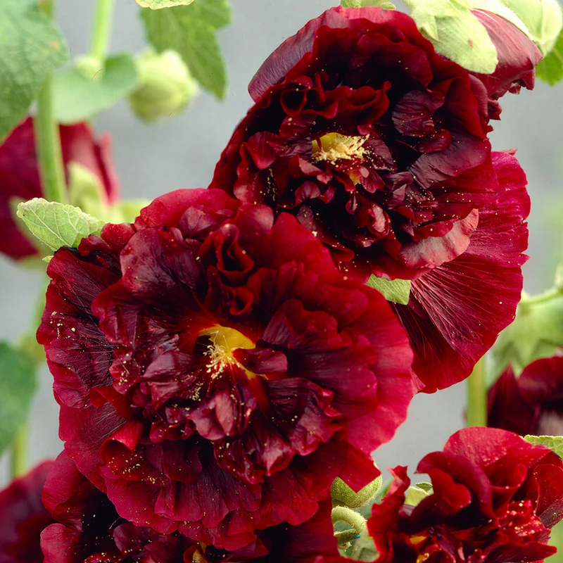 Stockrose 'Chater's Double Purple'