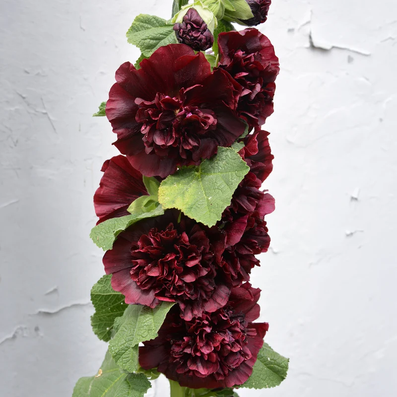Stockrose 'Chater's Double Purple'
