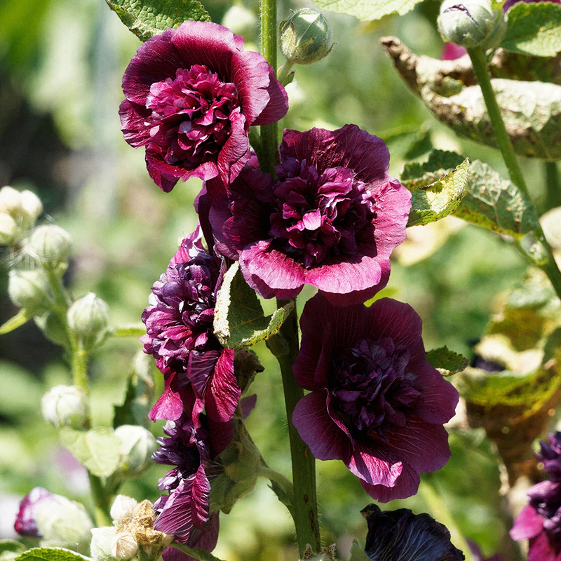 Stockrose 'Chater's Double Purple'