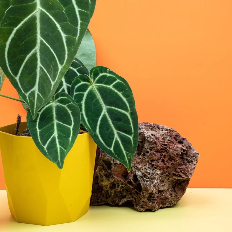 ANTHURIUM CRYSTALLINUM X REGALE