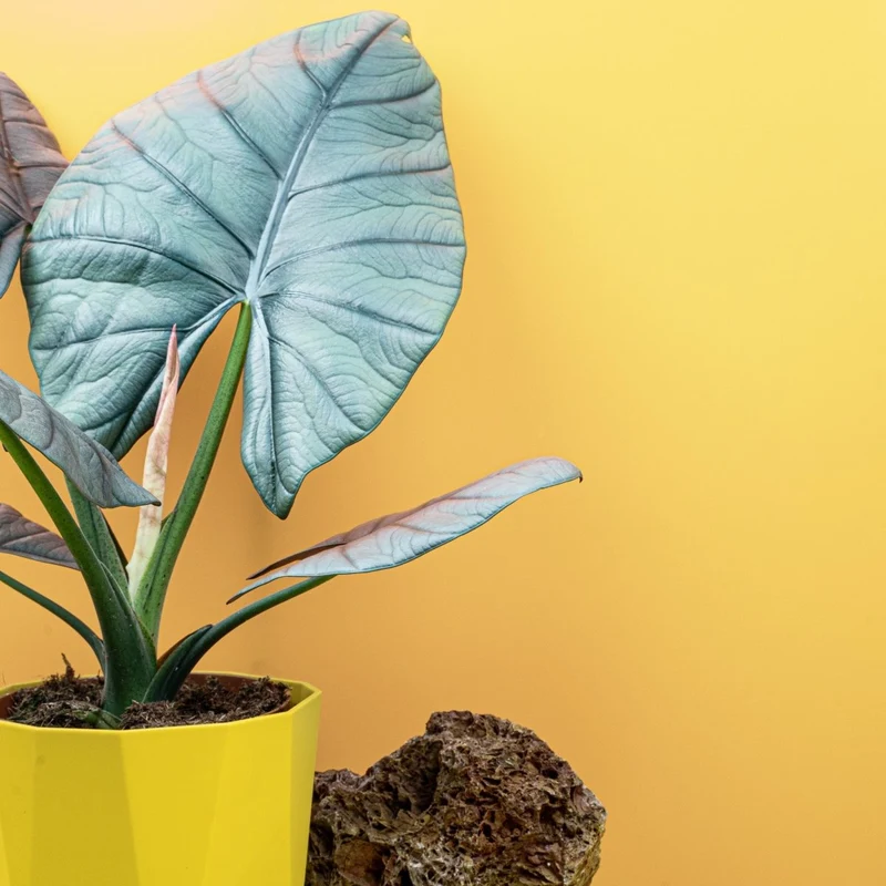 ALOCASIA NEBULA ELAINE