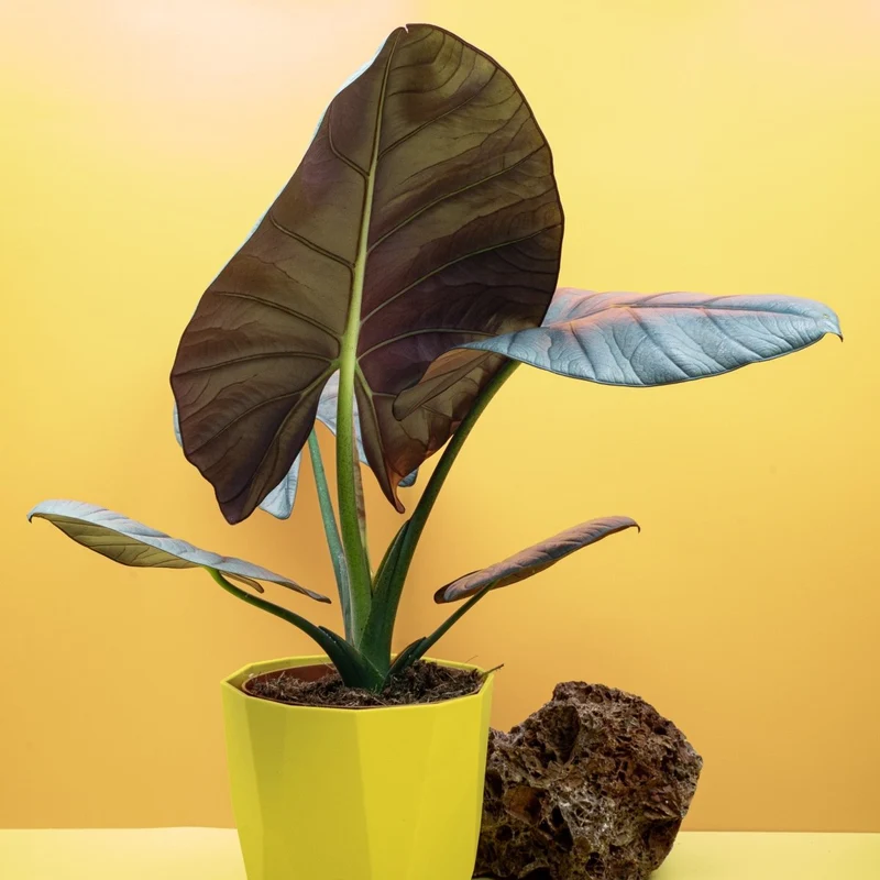 ALOCASIA NEBULA ELAINE