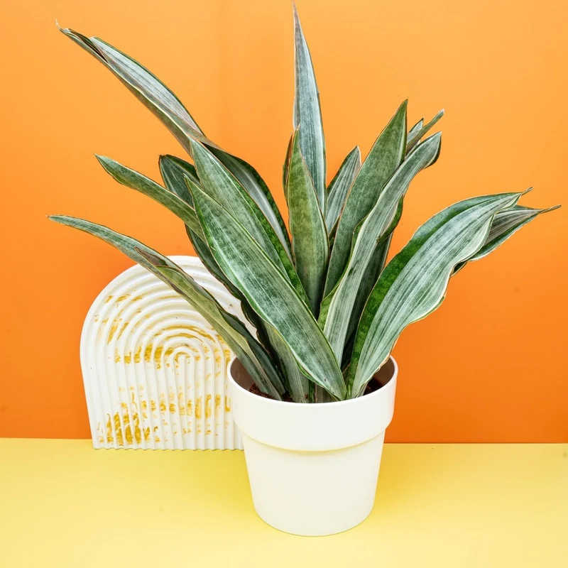 SANSEVIERIA MARLOWE
