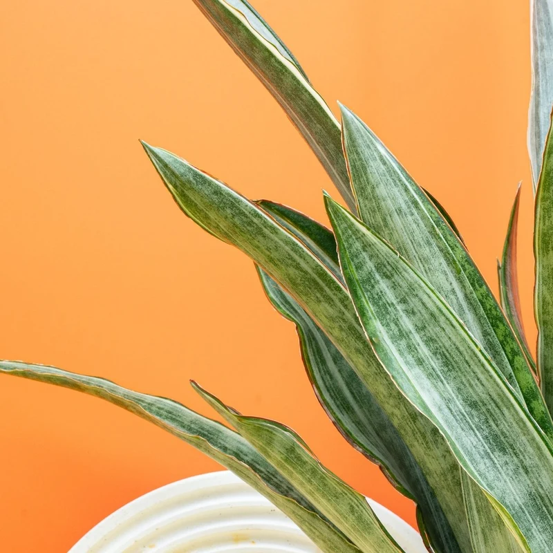 SANSEVIERIA MARLOWE