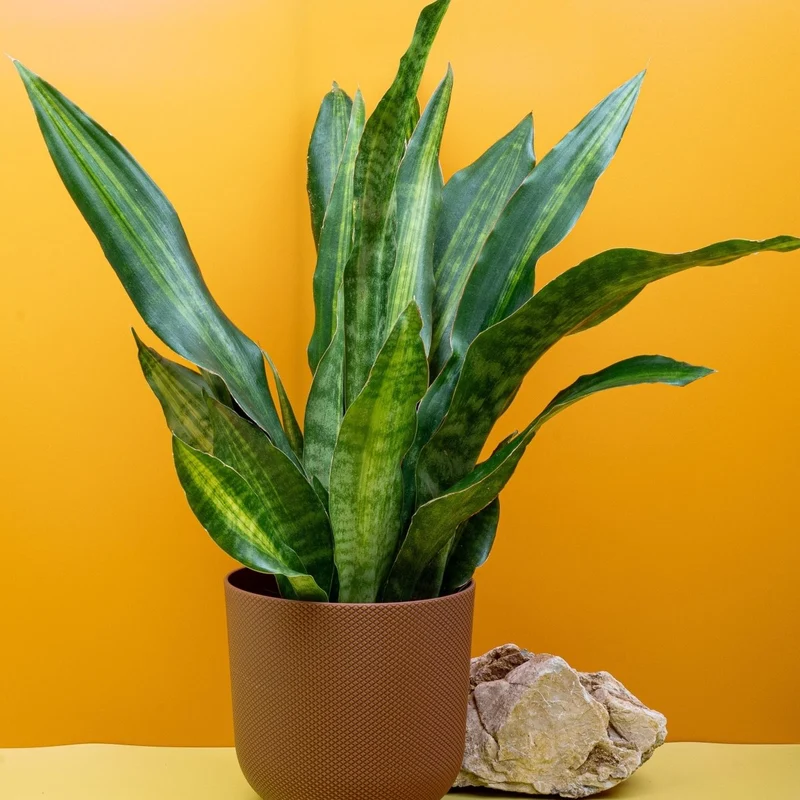 SANSEVIERIA NITE LITE