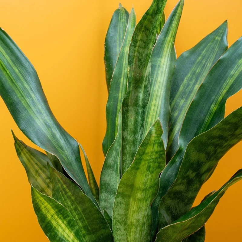 SANSEVIERIA NITE LITE