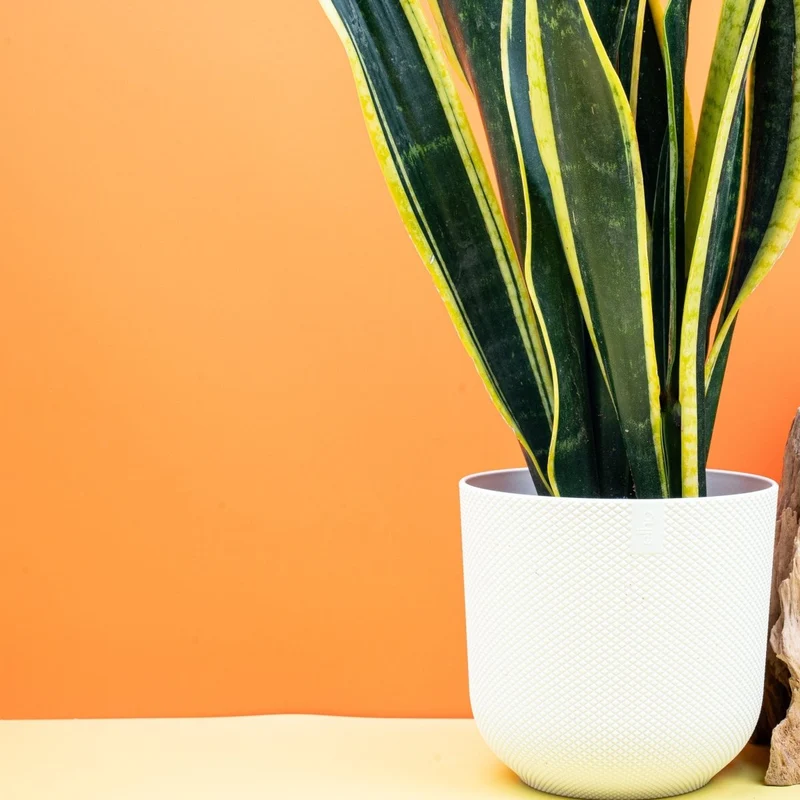 SANSEVIERIA BLACK GOLD