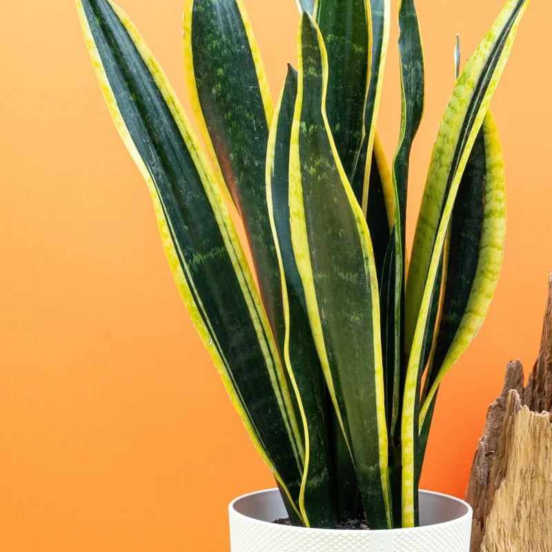 SANSEVIERIA BLACK GOLD