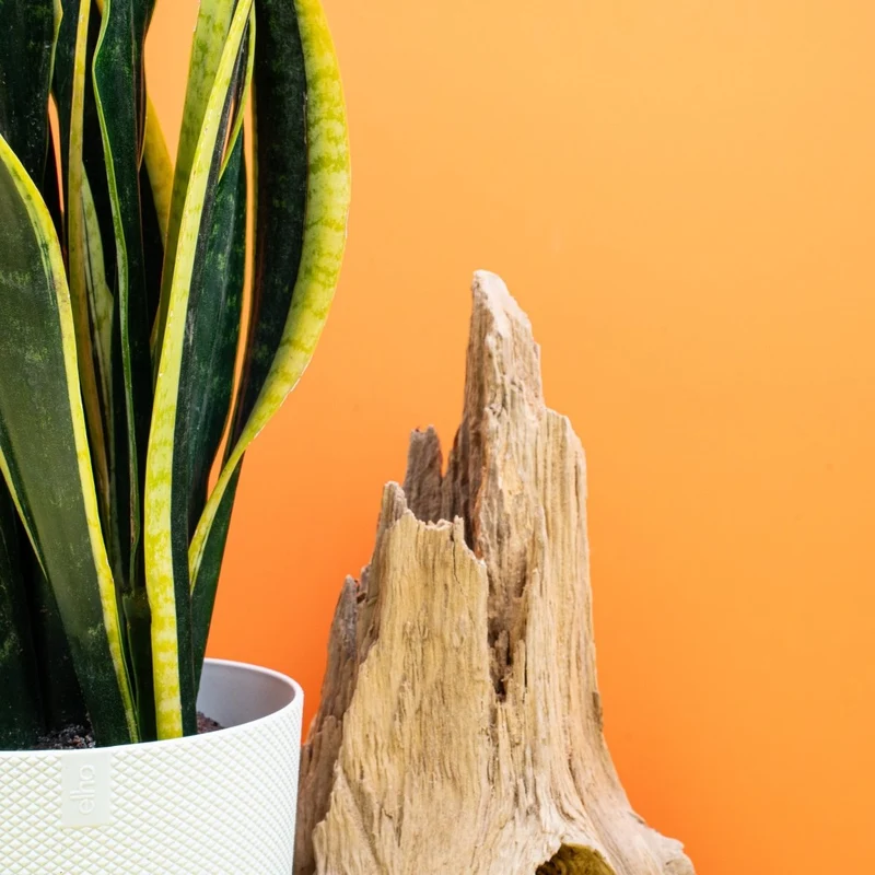 SANSEVIERIA BLACK GOLD