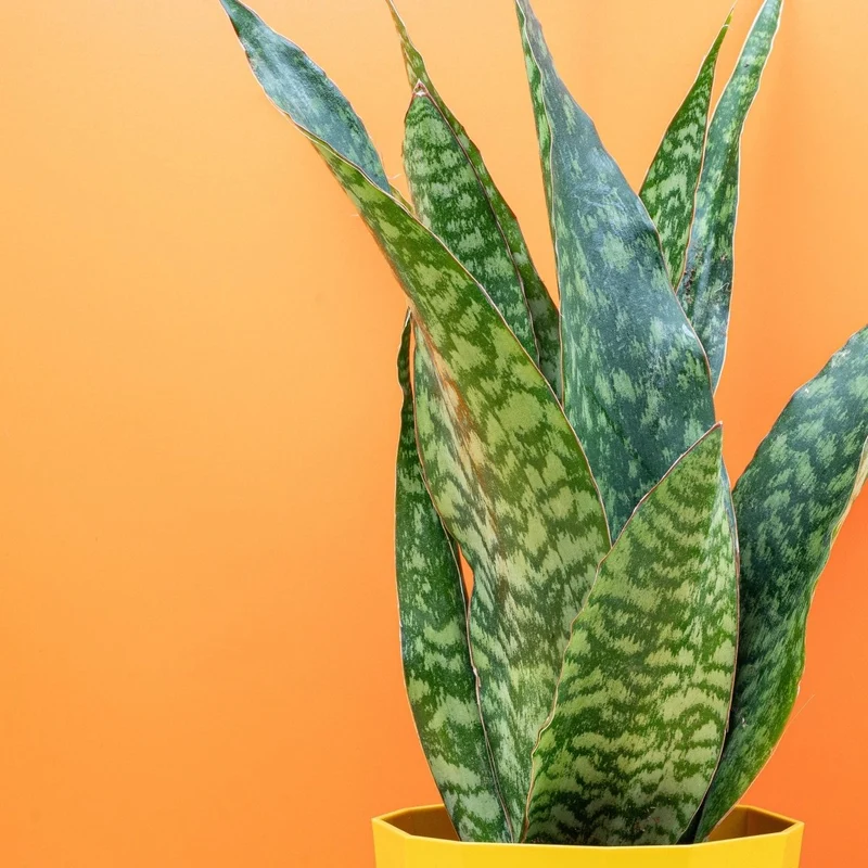 SANSEVIERIA AUBRYTIANA DRAGON
