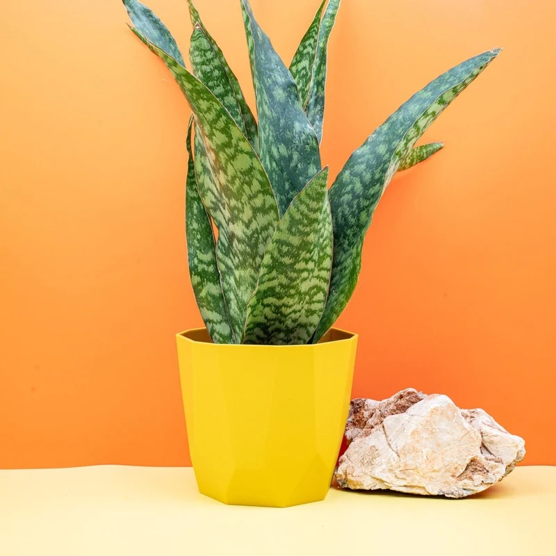 SANSEVIERIA AUBRYTIANA DRAGON