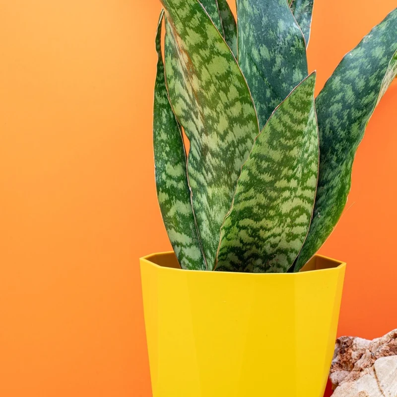 SANSEVIERIA AUBRYTIANA DRAGON