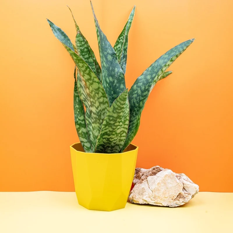SANSEVIERIA AUBRYTIANA DRAGON