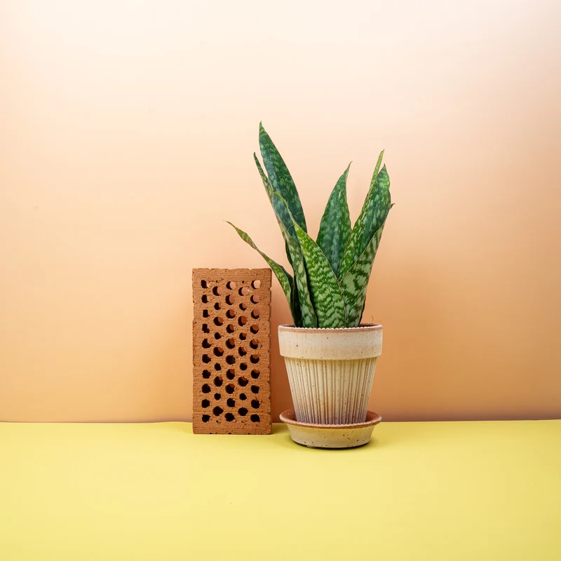 SANSEVIERIA AUBRYTIANA DRAGON