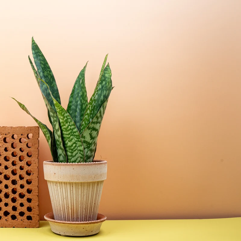 SANSEVIERIA AUBRYTIANA DRAGON