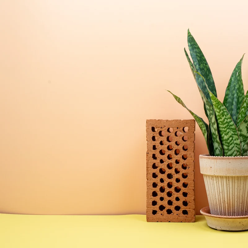 SANSEVIERIA AUBRYTIANA DRAGON