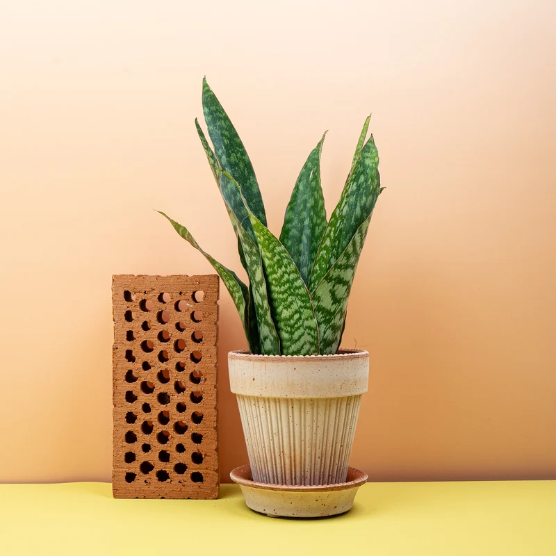 SANSEVIERIA AUBRYTIANA DRAGON