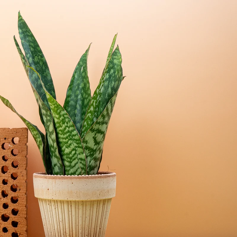 SANSEVIERIA AUBRYTIANA DRAGON
