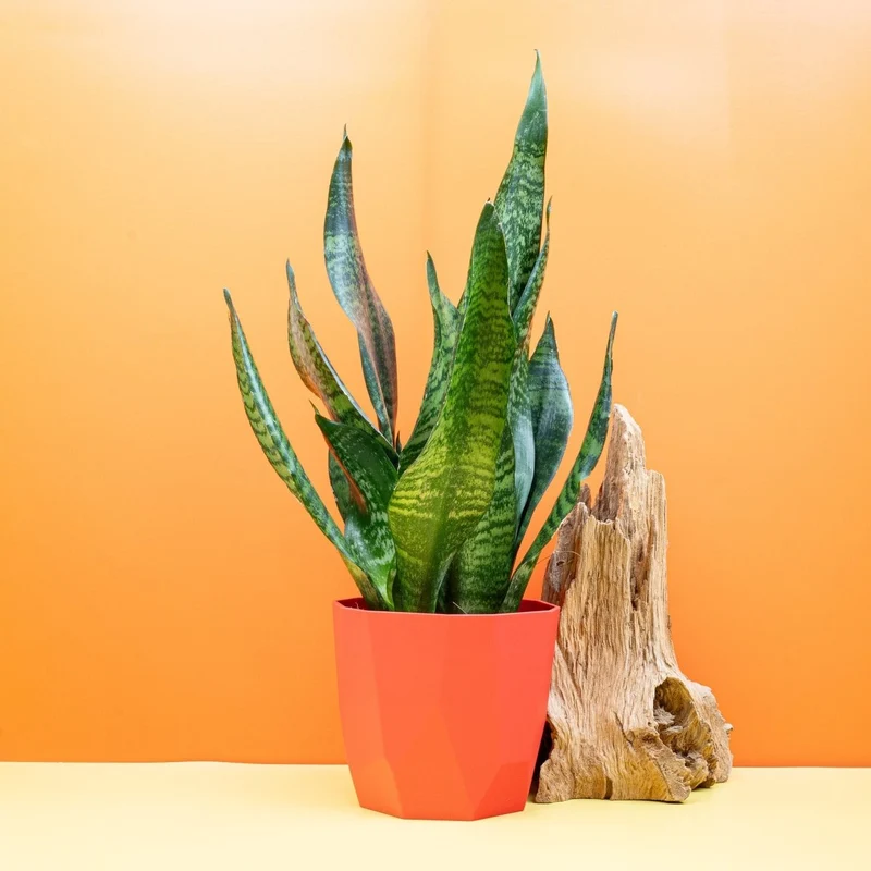 SANSEVIERIA SUPER GREEN
