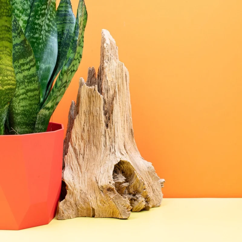 SANSEVIERIA SUPER GREEN