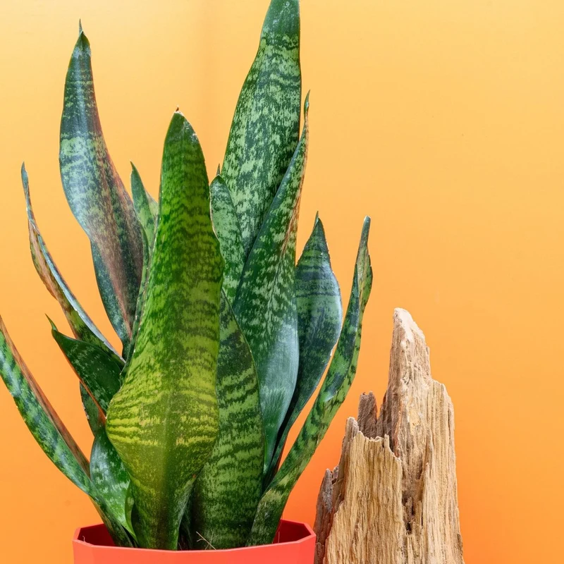 SANSEVIERIA SUPER GREEN