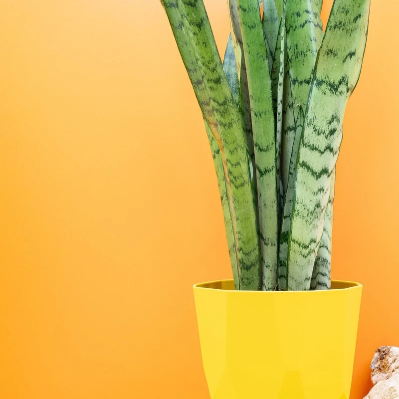 SANSEVIERIA SPEARMINT