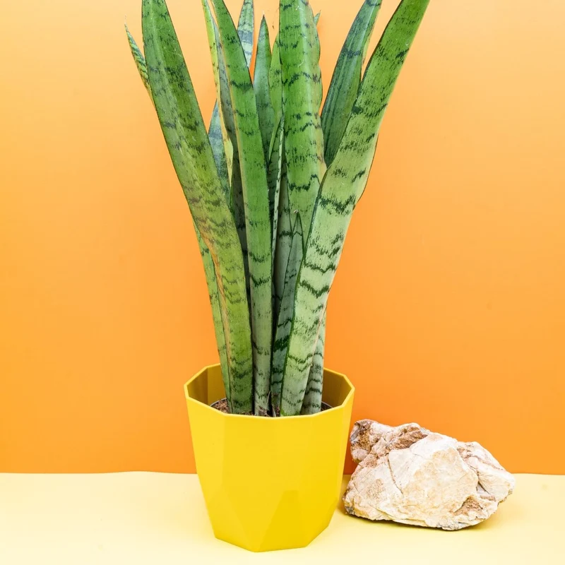 SANSEVIERIA SPEARMINT