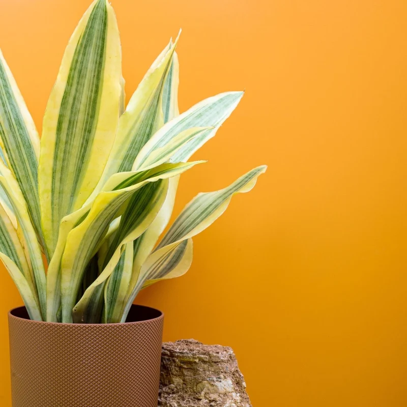 SANSEVIERIA YELLOWSTONE