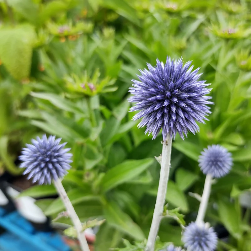 Kugeldistel 'Veitch's Blue'