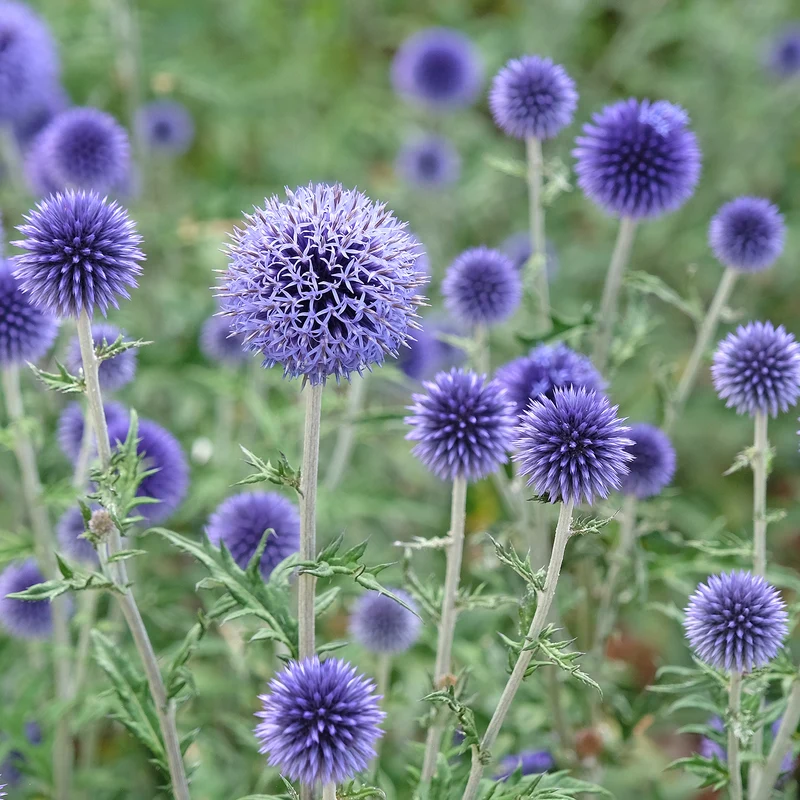 Kugeldistel 'Veitch's Blue'