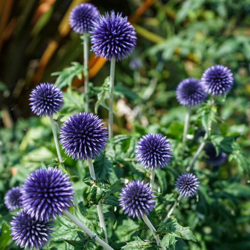 Kugeldistel 'Veitch's Blue'