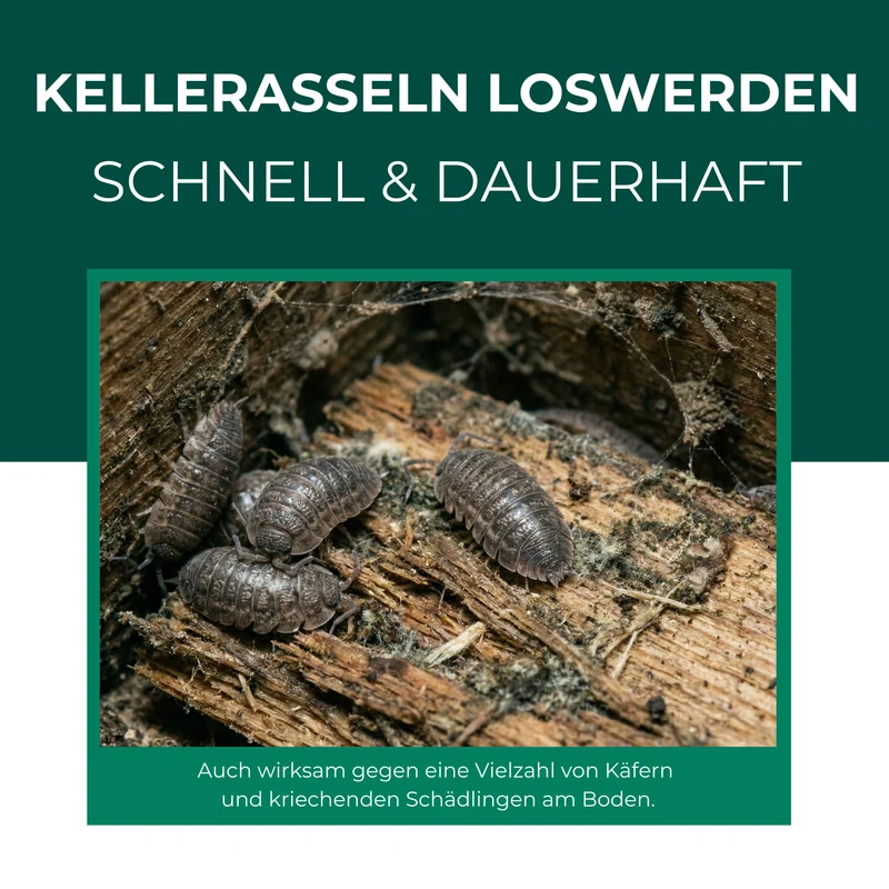 Kellerasselnfalle – Universal-Klebefalle mit Lockstoff