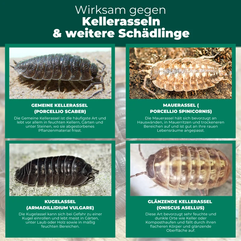 Kellerasselnfalle – Universal-Klebefalle mit Lockstoff