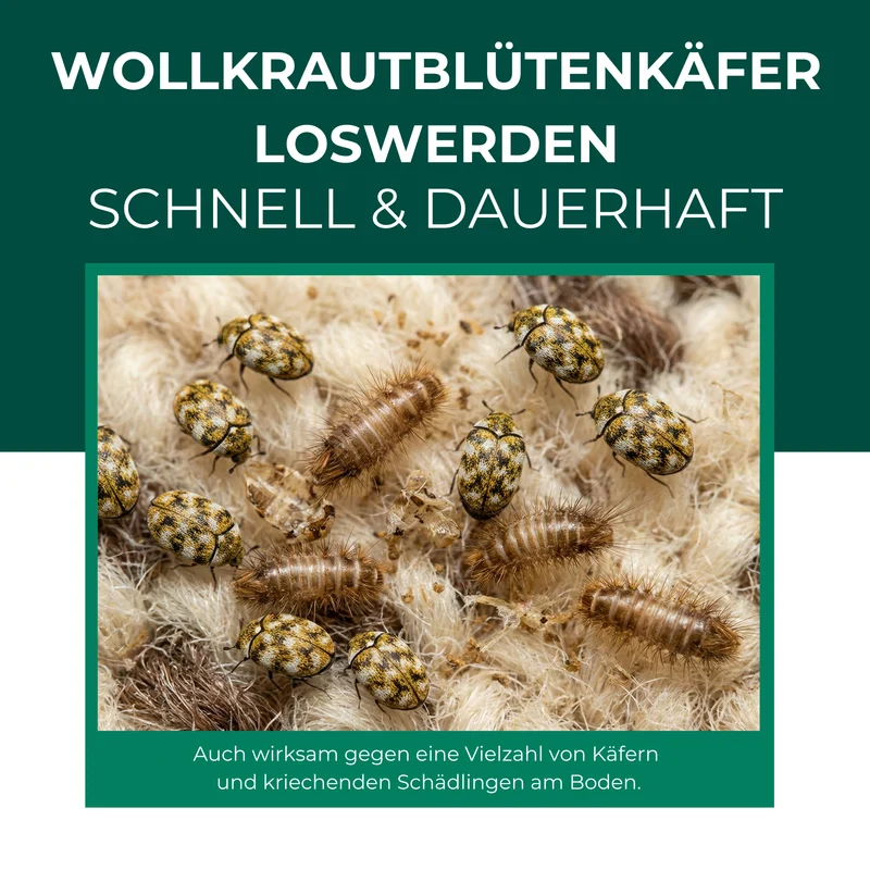 Wollkrautblütenkäferfalle – Universal-Klebefalle mit Lockstoff