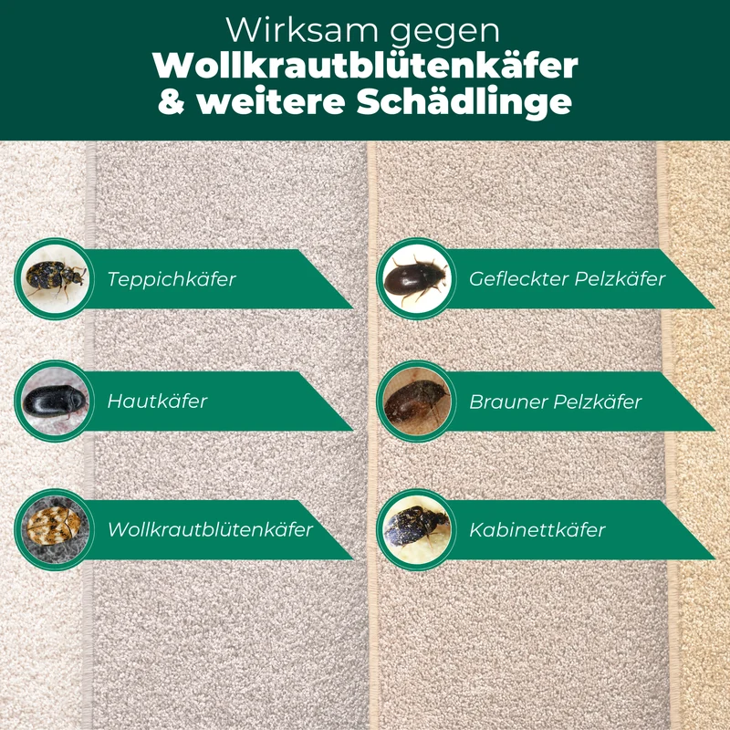 Wollkrautblütenkäferfalle – Universal-Klebefalle mit Lockstoff