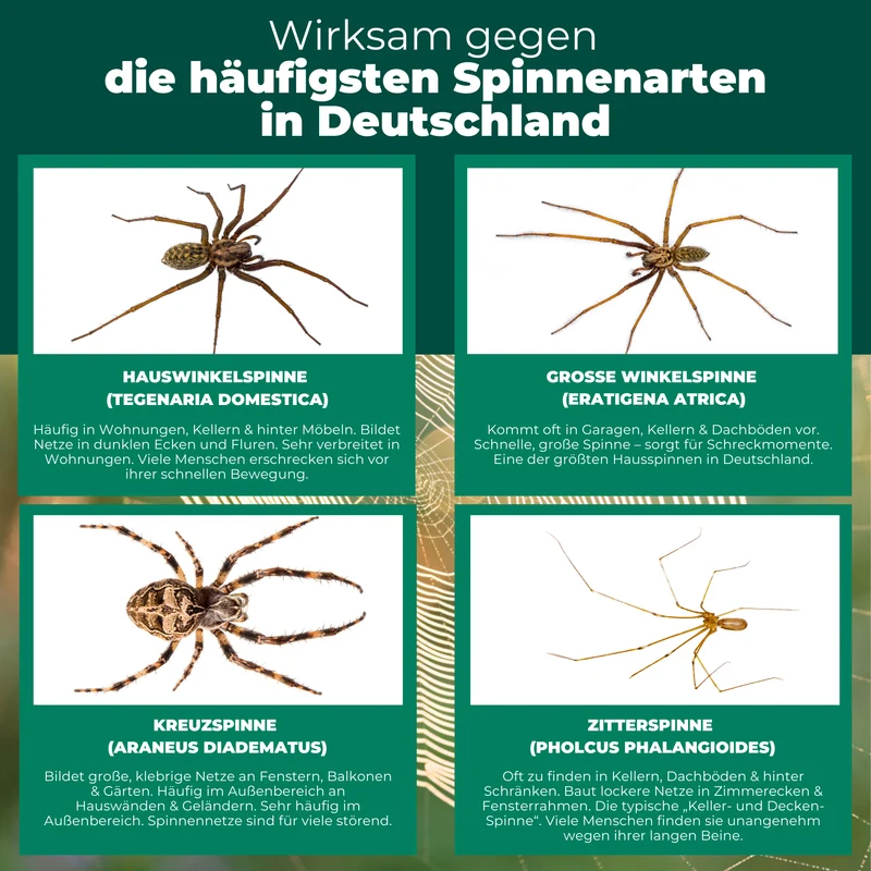 Spinnenfalle – Universal-Klebefalle mit Lockstoff