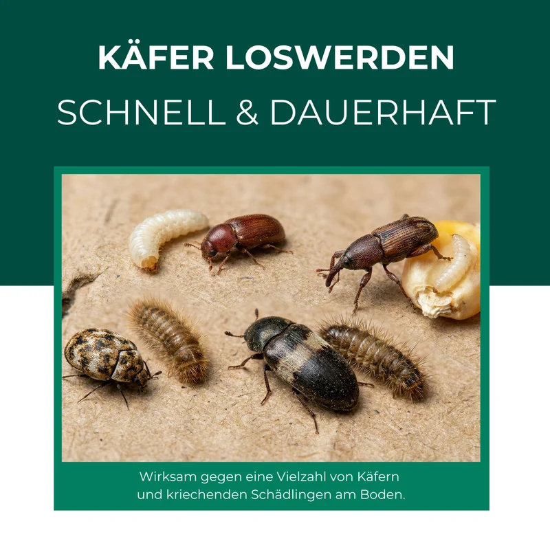 Käferfalle gegen diverse Käfer – Universal-Klebefalle mit Lockstoff