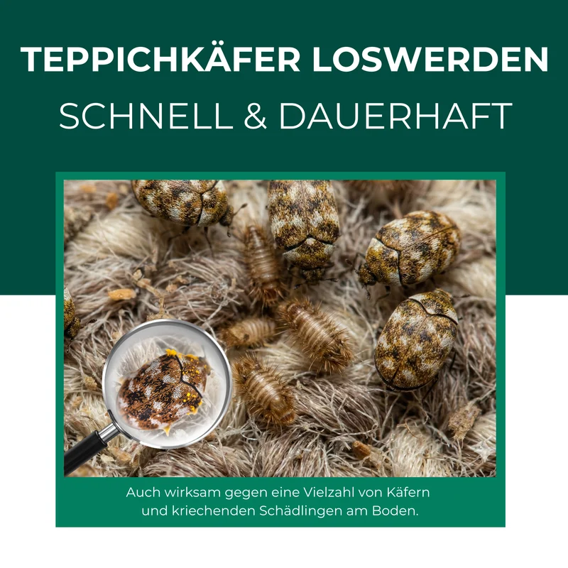 Teppichkäferfalle – Universal-Klebefalle mit Lockstoff