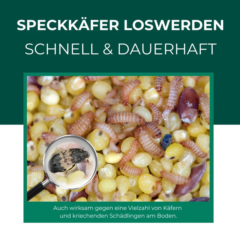 Speckkäferfalle – Universal-Klebefalle mit Lockstoff