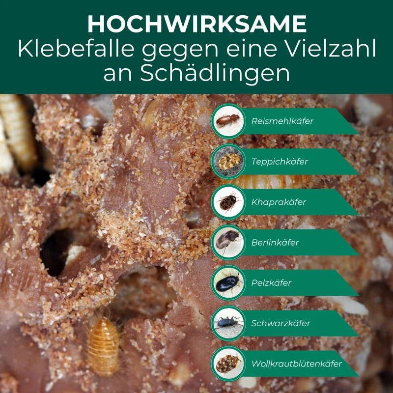 Speckkäferfalle – Universal-Klebefalle mit Lockstoff