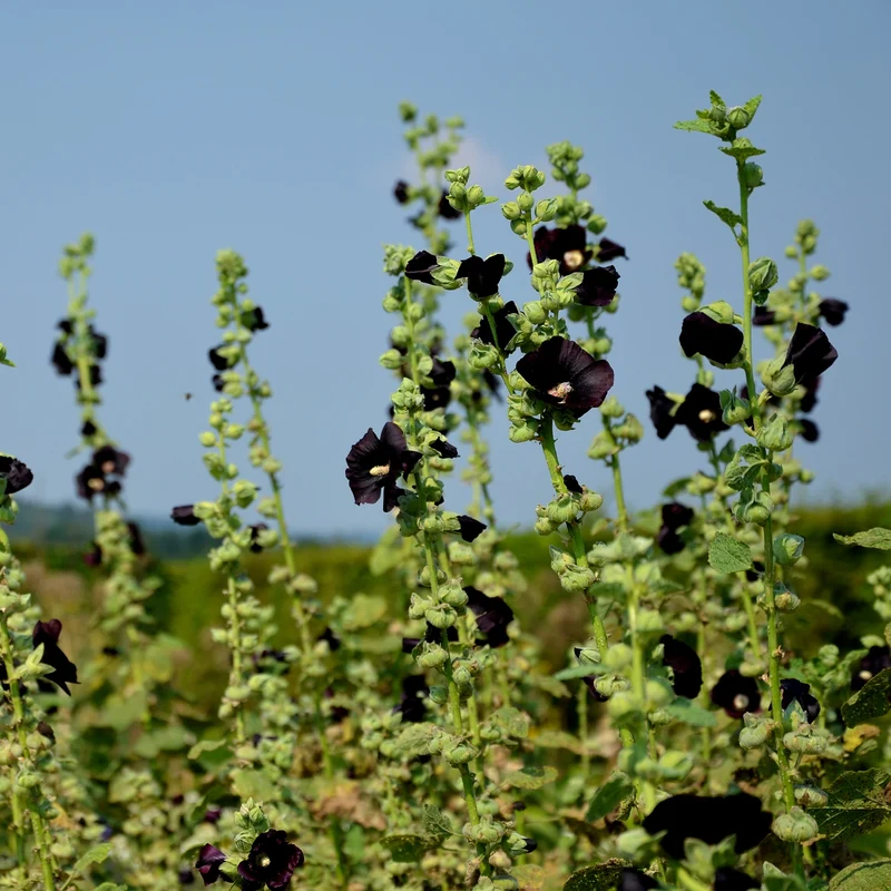 Stockrose 'Blacknight'